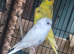 Baby budgies