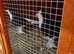 Lahori Pigeons