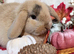 Mini Lop Babys