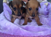 1 beautiful jack russell boy puppy left