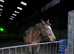 TB Project or Field Companion (Gelding) 15.3hh