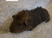 Abyssinian x californian guinea pigs
