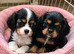 Beautiful cavalier king charles puppies