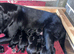 Labrador puppies