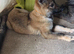 German shepherd puppy