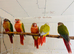 Hand reared conures for sale
