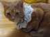 Cat for stud. Young Cream Tabby Male Cat for Stud Services only.