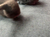 Mini lol babies