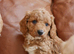 Beautiful F1b Health Tested Miniature Cavapoo Puppies