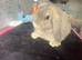 Pure mini lop