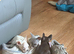 FRENCH BULLDOG PUPPIES FOR SALE FROM £2000
