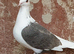 Saddle racing pigeons for sale