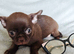 2, Tiny Stunningly Beautiful Chihuahua Boys