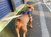Staffy x pocket female