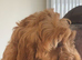 Cockerpoo puppy’s