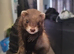 Baby ferrets available 14 weeks old