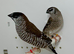Beautiful pair of cherry finches  for sale