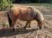 Beautiful mare