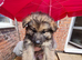 5 large GSD puppies for sale