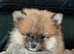 8 week old Female puppies