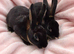 Pair of mini rex babies