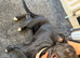 Jess whippet crossed slightly with staff