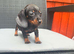 Miniature dachshund