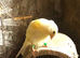 Two female canary