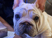 french bulldog boy