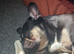 French Bulldog for sale