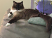 Large ragdoll