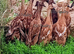 Pairs &Trios RARE Fawn Indian Runner Ducks