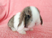 Baby mini lops for sale