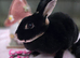 Black Otter Mini Rex Doe