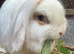 Beautiful Mini Lion Lop Female