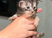 MAINE COON KITTENS/TICA REGISTERED