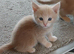 1 x beautiful kitten left.