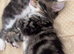 Stunning cross fluffy Bengal kittens