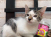kittens available