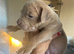 8 cane corso puppies for sale 5 bitches 3 dogs