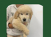 Golden Retriever Puppies