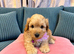 Mini cockapoo males