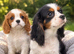 Cavalier King Charles spaniel