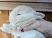 Mini lop babies