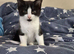 3 month old female kitten