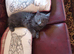 Ragdoll/Persian X Friendly, Fluffy Kittens looking for loving homes.