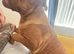 11month dogue de bordeaux £500