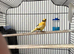 Three young canaries