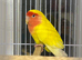 Litino love bird close rung very healthy and active