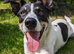 3 year old male border collie
